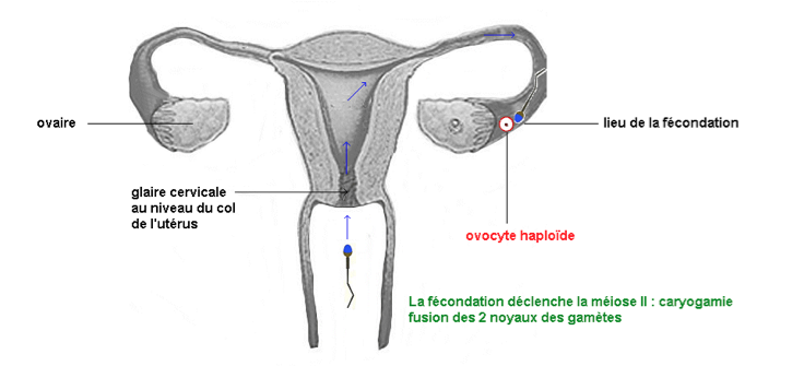 Trajet Des Spermatozoïdes Dans L'organisme Féminin